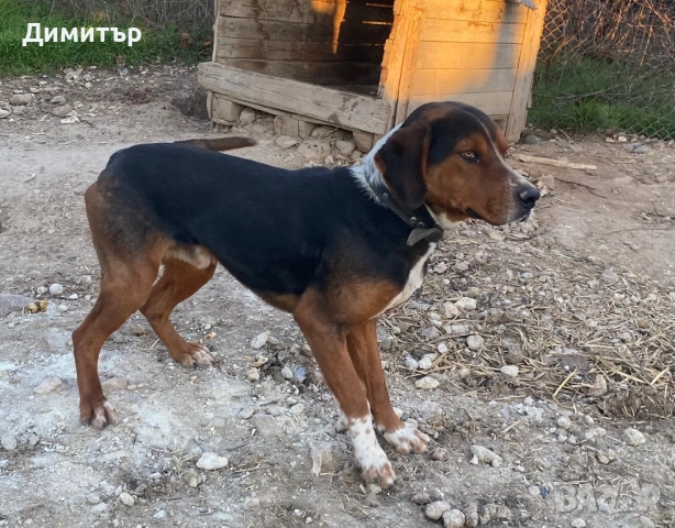 Трицветно гонче , снимка 2 - Гонче - 52943415
