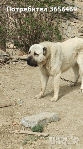 Породисти КАНГАЛИ., снимка 13 - Кангал - 53622874