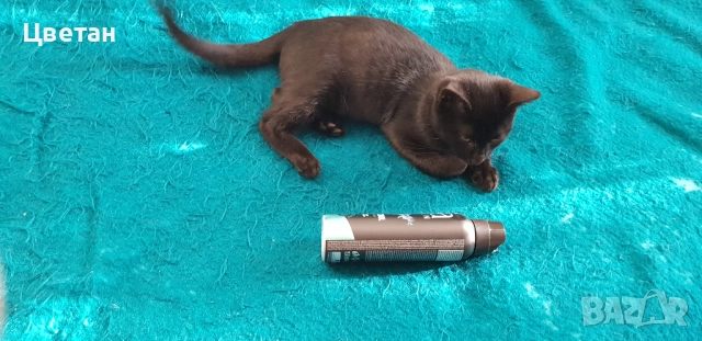 Коте, котка мъжка, снимка 6 - Други - 51740484