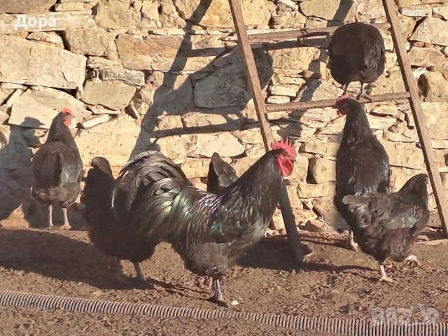 оплодени яйца от кокошки черен авсралорп , снимка 6 - Кокошки и пуйки - 52885276