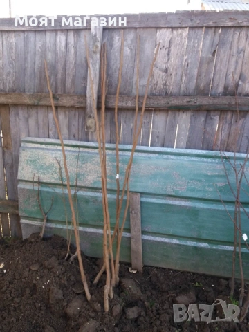 Слива Пламкот (Сливо-кайсиев хибрид), снимка 3 - Градински цветя и растения - 53626808