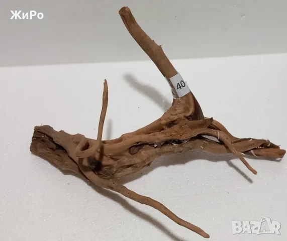 Корен от Азалия /декорация/ 40, снимка 2 - Други - 49874654