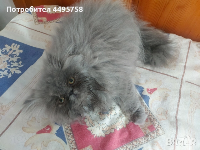 Персийски котенца, снимка 13 - Персийска - 51754390