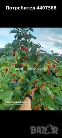 Разсад ягоди , снимка 12 - Разсади - 49726266