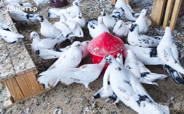 Закъртени гълъби 