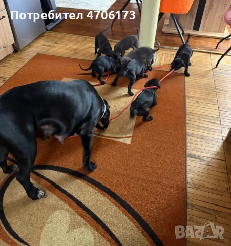 Кане Корсо / Cane Corso, снимка 8 - Кане корсо - 53065228
