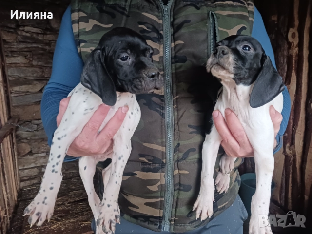 Пойнтери, снимка 9 - Пойнтер - 52724704