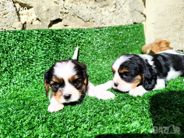 Кавалер Кинг Чарлз шпаньол , снимка 7 - Кавалер кинг чарлз шпаньол - 51169749