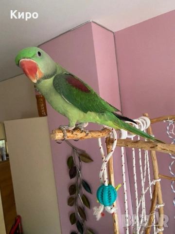 Голям Александър с клетка , снимка 9 - Папагали - 53729907