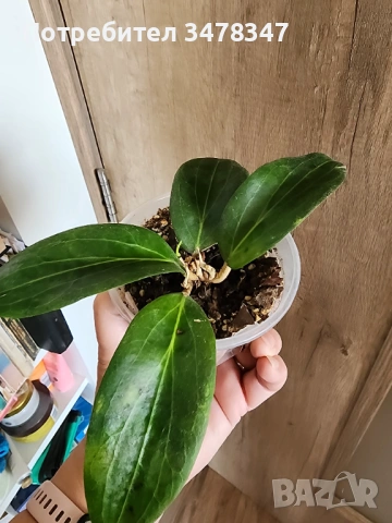 Хоя Soligamiana, снимка 3 - Стайни растения - 53992708