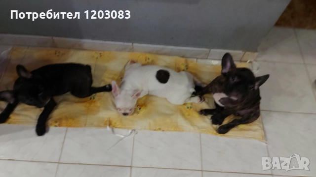 френски булдог , снимка 1