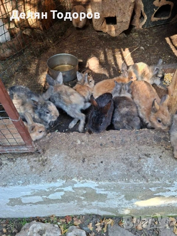 Мини зайчета , снимка 3 - Декоративни зайчета - 52875600