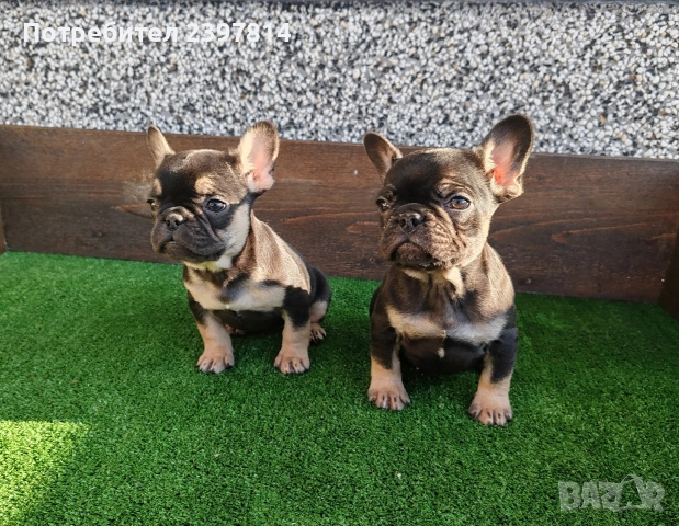 Френски булдог 