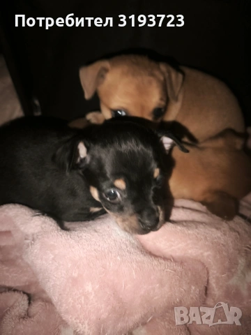 Малки пинчери бебета, снимка 6 - Пинчер - 53383854