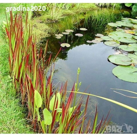 Императа / Imperata cylindrica