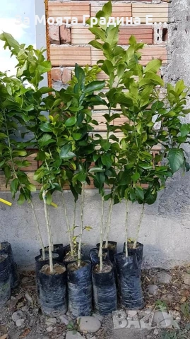 Грейпфрут, снимка 6 - Градински цветя и растения - 53618152