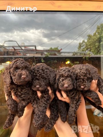 Той пудел Toy poodle , снимка 5 - Пудели - 46065409