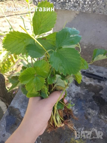 Ягоди три вида, снимка 7 - Градински цветя и растения - 53645273