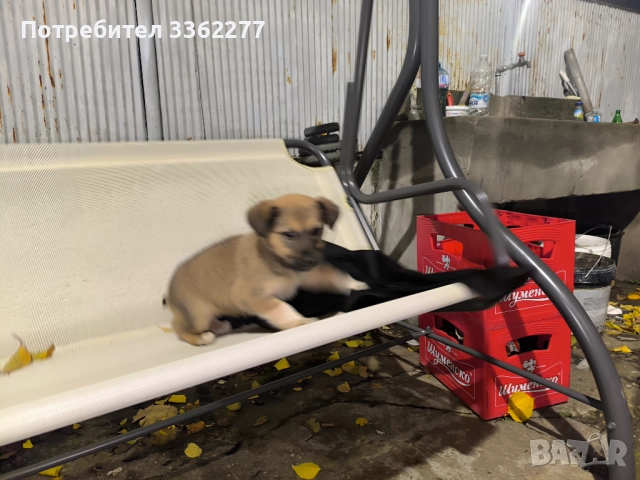 Кученца, снимка 11 - Други - 52153328