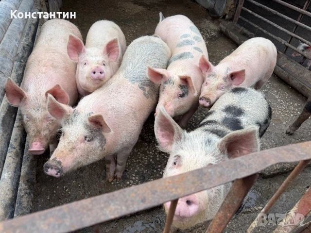Трупно пърлено от домашни прасета