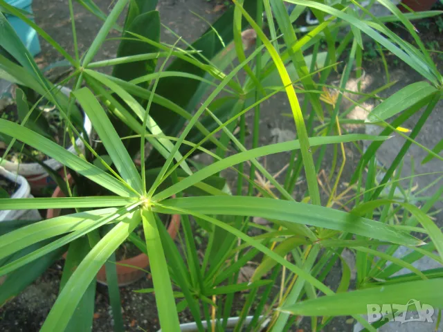 Водна палма (Cyperus alternifolius), снимка 1 - Стайни растения - 47456797