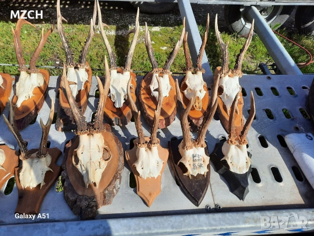 Трофей от сърндак. , снимка 2 - Декорация за дома - 54045665