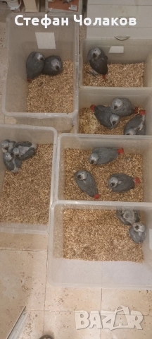 Папагали Жако, снимка 6 - Папагали - 24753451