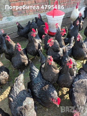 Разплодни яйца от Австралорп