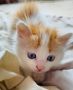 Турска ангора, чистокръвна ангорка, пухкаво двуцветно коте, женско котенце, ангорче, снимка 1