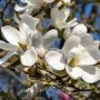  Магнолия Кобус, Magnolia Kobus, снимка 1 - Градински цветя и растения - 45806516