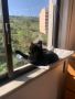 Котешки хамак - люлка за прозорец, Залепващо легло за котки, котка 55х40см , снимка 6