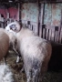 Продавам овен, снимка 4