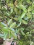 Многогодишен зелен храст Euonymus japonicus, снимка 3