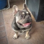 Мъжки френски булдог , снимка 2
