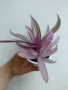 Традесканция, Tradescantia Spathacea Tricolor, снимка 2