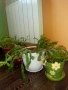  Коледничета розови+керамични саксии с подложки/цени в описанието , снимка 15