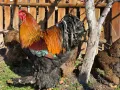 Продавам разплодни яйца от Яребична брама [Partridge Brahma], снимка 8