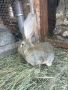 Зайци Белгийски великан  , снимка 11