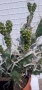 Продавам кактус , снимка 8