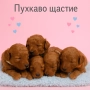 Poodle toy/Пудел той, снимка 6