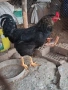 Черен Петел  за разплод , снимка 2