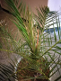 Финикова палма, снимка 3