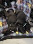 Beautiful cane corso puppies, снимка 4