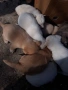 Подарявам кученца, снимка 3