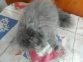 Персийски котенца, снимка 13