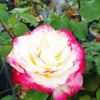 Роза сорт Double Delight,  Дабъл Дилайт, Двойно удоволствие, снимка 2 - Градински цветя и растения - 45830039