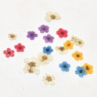 4 вида ситни сухи цветя маргаритки цветчета в кутия за декорация украса, снимка 8 - Изкуствени цветя - 41723170