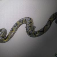 Надуваема змия,98см, снимка 1 - Надуваеми играчки - 45108989