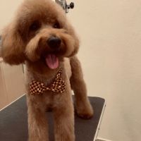 Dog Grooming фризьорски салон за кучета, снимка 6 - Фризьорски услуги - 45873183