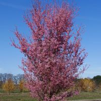 Японска вишна - храстовидна/ Prunus incisa Paean, снимка 2 - Разсади - 45864837